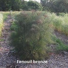 Fenouil bronze (Foeniculum vulgare 'Purpureum') 30 graines environ