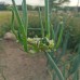 Oignon perpétuel , oignon rocambole (Allium cepa var. proliferum) 10 bulbilles