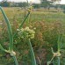 Oignon perpétuel , oignon rocambole (Allium cepa var. proliferum) 10 bulbilles