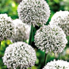 Ail Ping-Pong (Allium ampeloprasum Ping-Pong) 10 graines