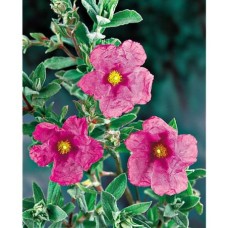 Cistus Incanus (en culture)